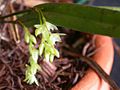 Acianthera hygrophila 04. jpg