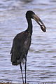 African Openbill