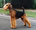 3 / Airedale Terrier