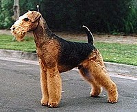 Airedale Terrier.jpg