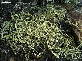 Alectoria sarmentosa subsp. vexillifera