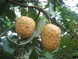 Annona senegalensis