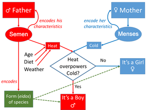 Inheritance: model of transmission of movements from parents to child, and of form from the father. Male aspects are shown in red; female aspects in blue. The model is not fully symmetric. Aristotle's model of Inheritance.png