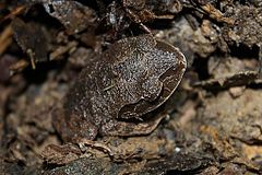 Description de l'image Asian Litter Frog (Leptobrachium gunungense)2.jpg.