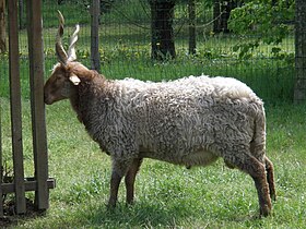 Un bélier de race Racka.