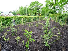 Der erste Tiny Forest Deutschlands in Bönningstedt am Tag der Pflanzung