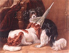 King Charles Spaniels