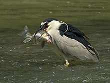 Bihoreau gris ou Héron bihoreau (Nycticorax nycticorax)