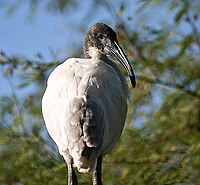 200px Black headed Ibis I IMG 8513