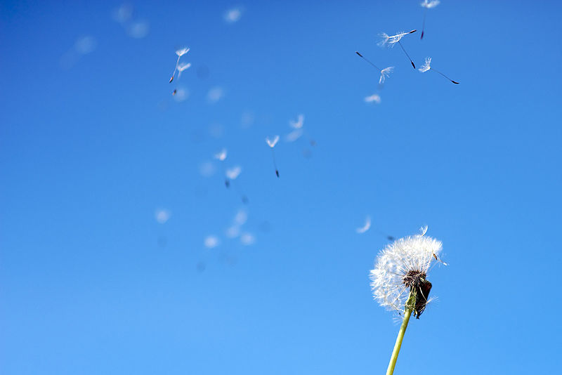 File:Blown dandelions - blue sky (Ugress på langtur).jpg