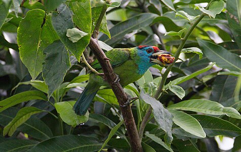 Blue-throated barbet clicked in Rajbiraj