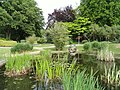 Charca del jardín botánico de Friburgo con plantas de humedal.