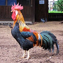 Brown Leghorn rooster in Australia.jpg