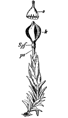Andreaea petrophila. Ботаническая иллюстрация из 11-го издания Энциклопедии Британника