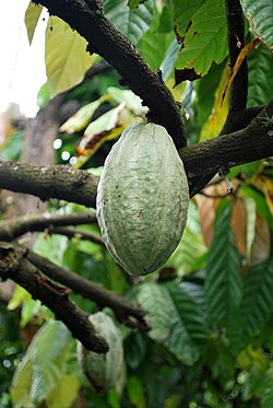 Kaakaopuun (Theobroma cacao) hedelmä.