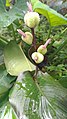 Canna indica fruit