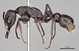 Myrmecia tepperi