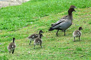 A family of Australian Wood Ducks in Australia.