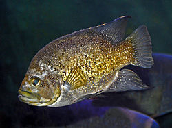 Isotähtitilapia (Paratilapia polleni)