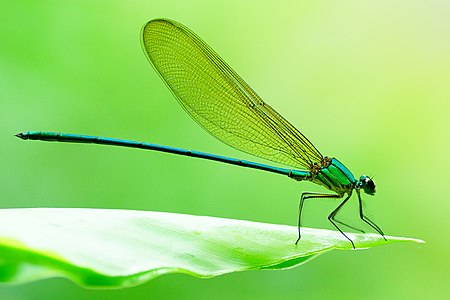 Vestalis gracilis (ആൺതുമ്പി)