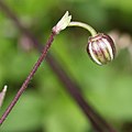 2017年7月4日 (火) 11:03時点における版のサムネイル