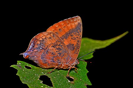 Ventral view (male)