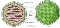 Miniatura para Phycodnaviridae