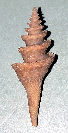 Cochlespira elegans