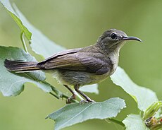 Aethopyga siparaja 수컷