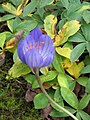 Crocus speciosus