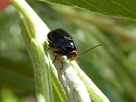 Cryptocephalus signatifrons