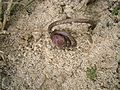 Cyclamen coum seed pod