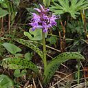 Dactylorhiza aristata f. punctata (Bessan).JPG