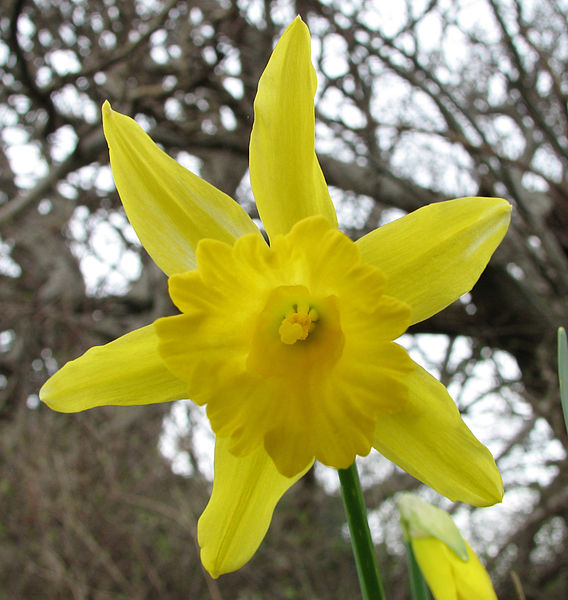 File:Daffodil Narcissus.jpg  Wikipedia, the free encyclopedia