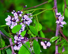 Dalbergia lanceolaria.jpg