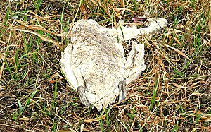 English: Dead swan near Ballyskeagh A dead swa...