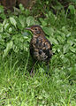 Handelt es sich hierbei um eine Amsel?