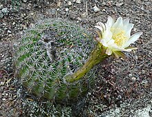 Roots Of Cactus