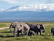 Eine Elefantenherde im kenianischen Amboseli-Nationalpark. Im Hintergrund der Kilimandscharo, der mit 5895 m höchste Berg Afrikas