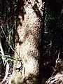 30 metre tall Corkwood growing by the Hacking River, Australia