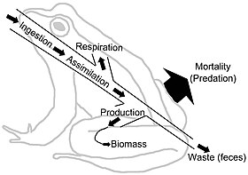 Energy flow diagram of a frog. The frog represents a node in an extended food web. The energy ingested is utilized for metabolic processes and transformed into biomass. The energy flow continues on its path if the frog is ingested by predators, parasites, or as a decaying carcass in soil. This energy flow diagram illustrates how energy is lost as it fuels the metabolic process that transform the energy and nutrients into biomass. EnergyFlowFrog.jpg