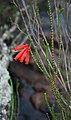 Erica cerinthoides