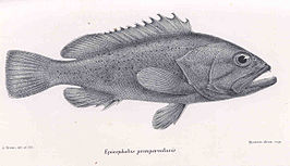 Epinephelus epistictus