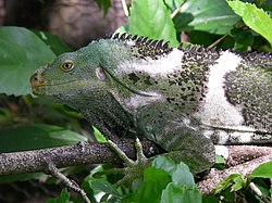 Crested Iguana delle Isole FIji