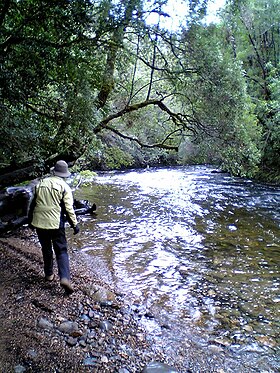 Franklin River Tasmania.jpg