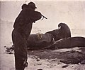 Hjalmar Johansen při lovu mrožů
