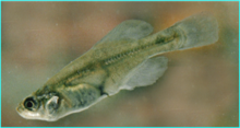 Girardinichthys viviparus