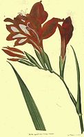 Gladiolus cardinalis