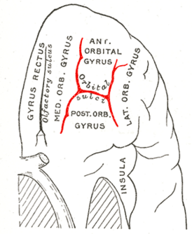 Глазничная поверхность левой лобной доли, типичный рисунок глазничных борозд в виде буквы «H»