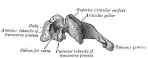 Cervikalkota. Illustration: Gray's Anatomy, 1918. (PD)